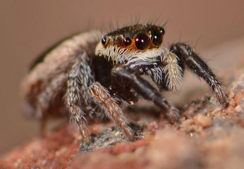Pellenes flavipalpis