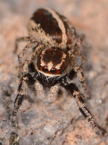 Pellenes diagonalis