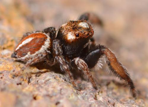 Pellenes flavipalpis