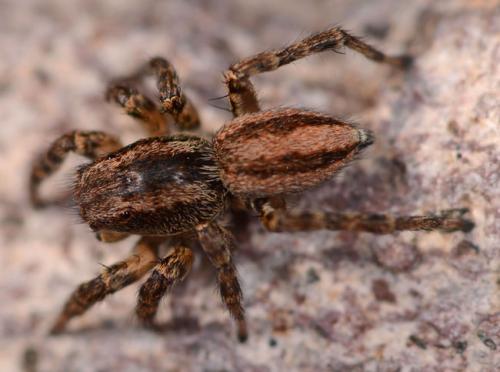 Réf. 84 995 : Phlegra fasciata