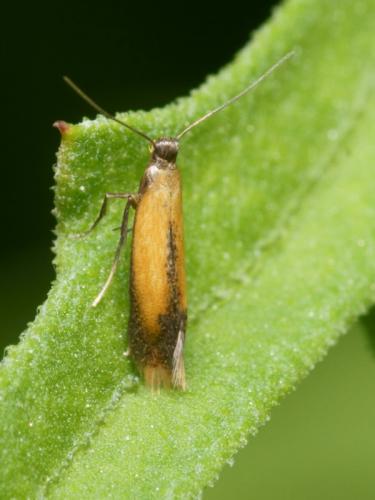 Coptotriche marginea