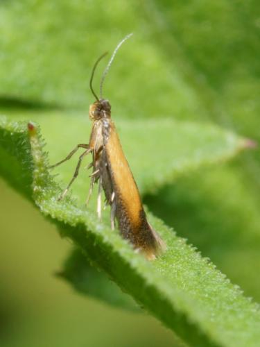 Coptotriche marginea