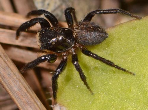 Euophrys sp.