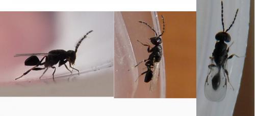 Eurytoma sp.