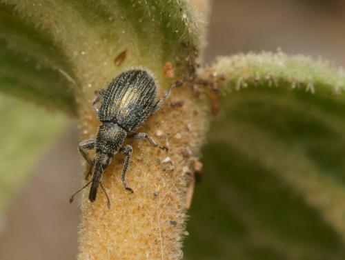 Phrissotrichum tubiferum