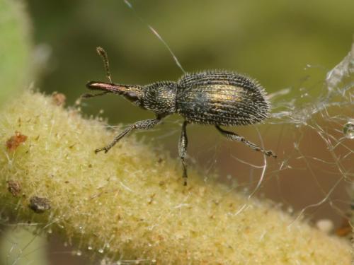 Phrissotrichum tubiferum