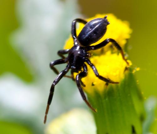 Zelotinae