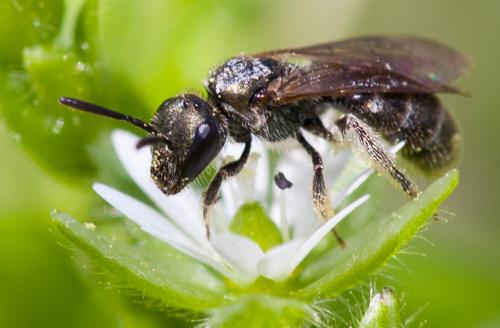 Lasioglossum sp.