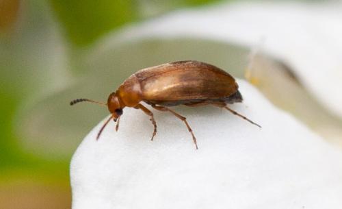Réf. 84 707 : Anaspis maculata