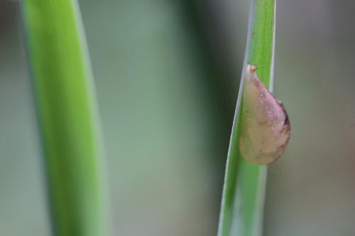 Episyrphus balteatus