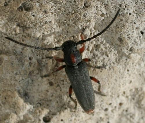 Phytoecia pustulata