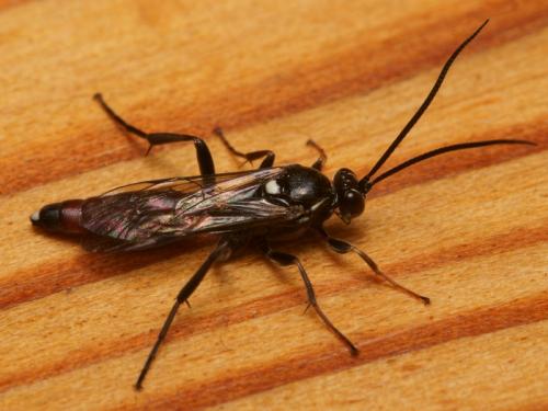 Réf. 84 237 : Ichneumoninae inconnu