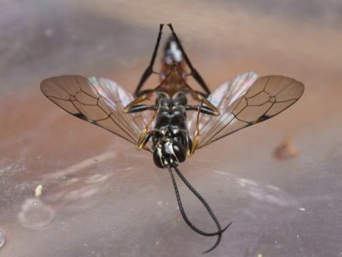 Réf. 84 238 : Ichneumoninae inconnu