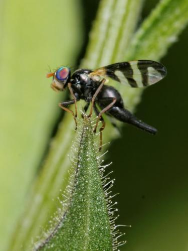 Réf. 84 762 : Urophora quadrifasciata