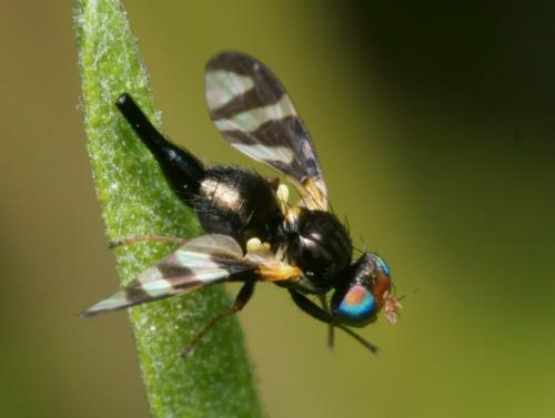 Réf. 84 763 : Urophora quadrifasciata