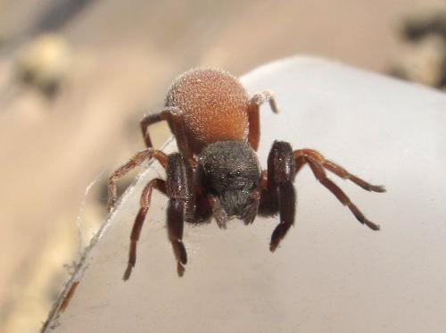 Réf. 84 788 : Palpimanus gibbulus