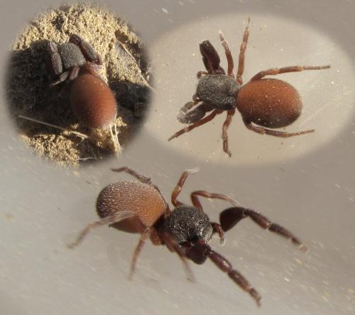 Palpimanus gibbulus