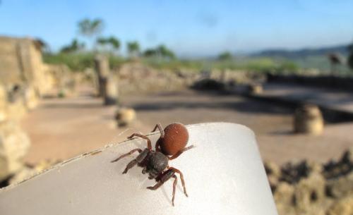Palpimanus gibbulus