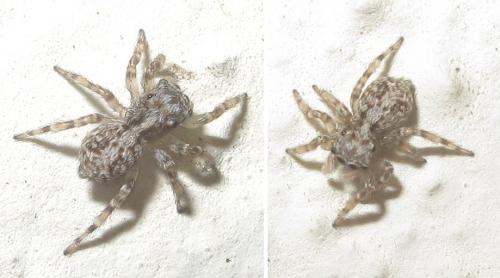 Réf. 84 645 : Pseudeuophrys vafra