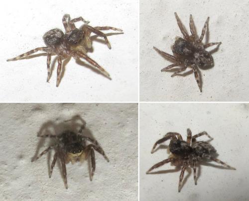 Réf. 84 646 : Pseudeuophrys vafra
