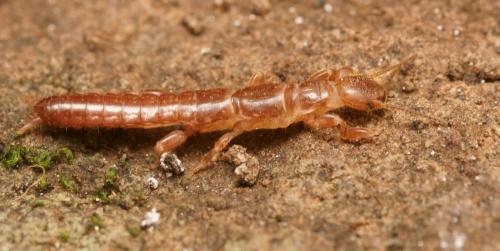 Haploembia solieri
