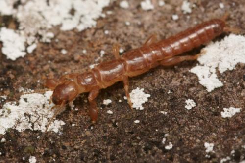 Haploembia solieri