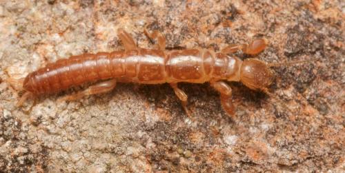 Haploembia solieri