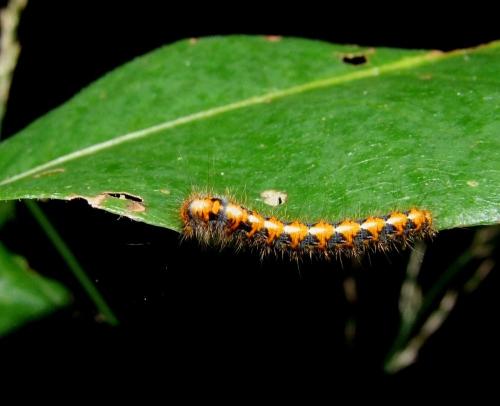 Lasiocampa quercus