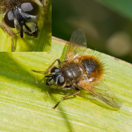Réf. 84 204 : Tachina lurida