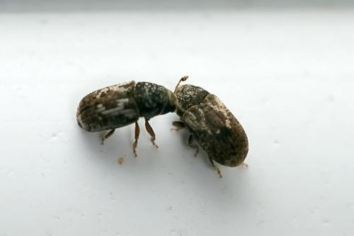 Pteleobius vittatus