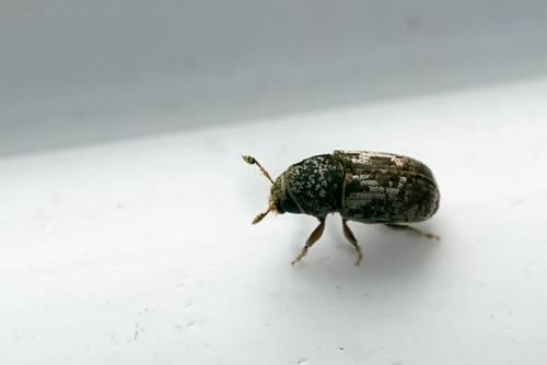 Pteleobius vittatus