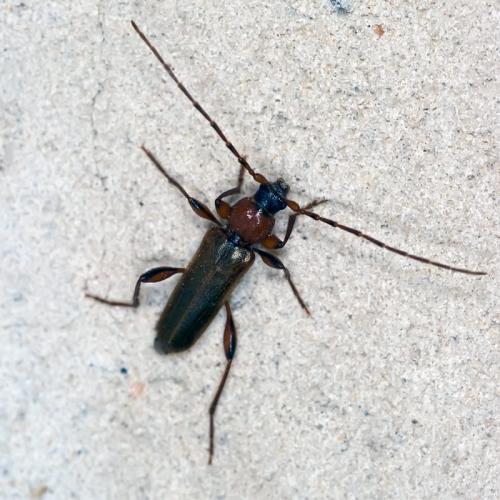 Phymatodes testaceus
