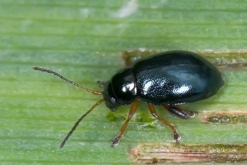 Réf. 84 192 : Aphthona nonstriata