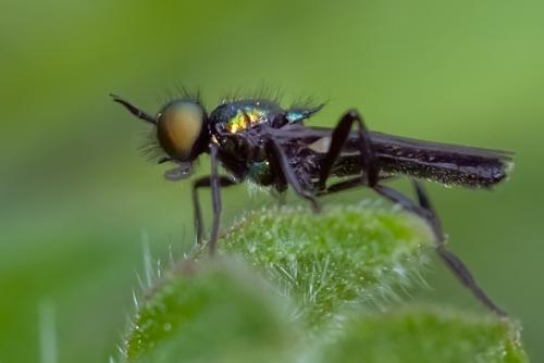 Actina chalybea
