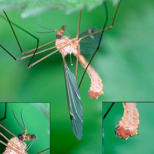 Réf. 84 262 : Tipula lunata