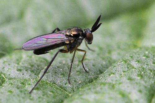 Rhaphium sp.