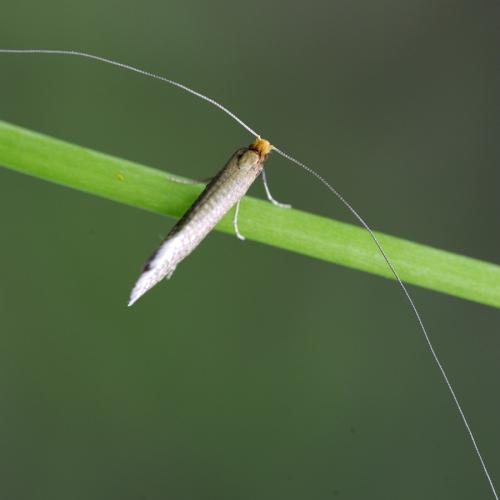 Nematopogon sp.