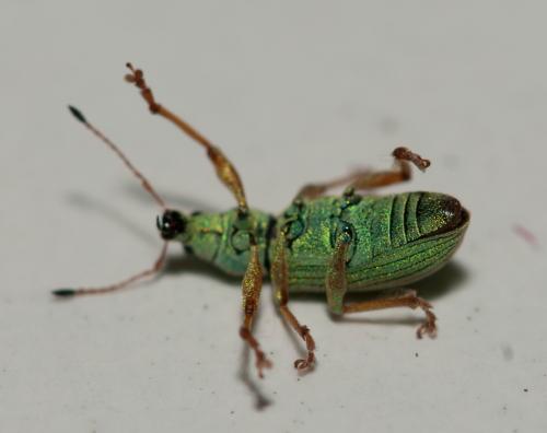 Réf. 84 555 : Polydrusus formosus