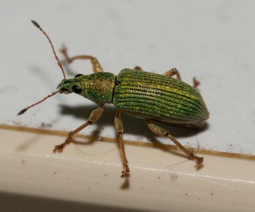 Réf. 84 554 : Polydrusus formosus