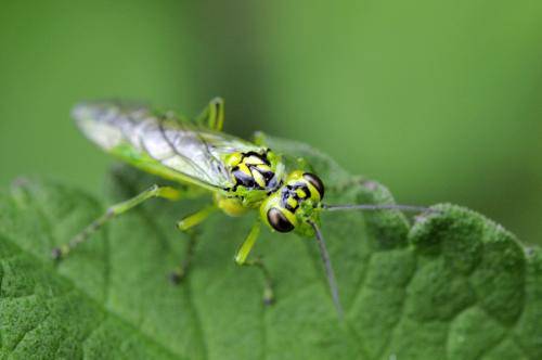 Réf. 84 871 : Rhogogaster chlorosoma