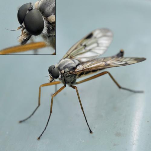 Rhagio scolopaceus