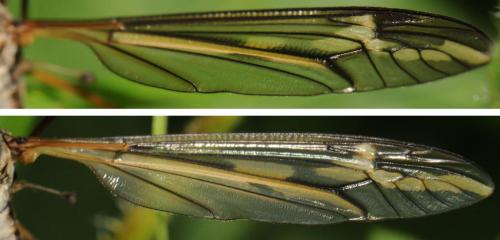 Tipula vittata