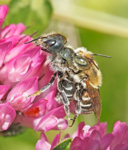 Réf. 84 199 : Osmia caerulescens