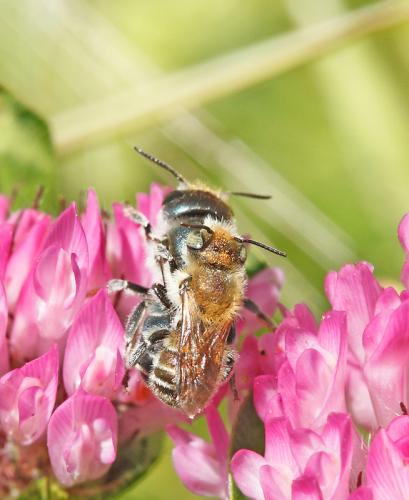 Réf. 84 201 : Osmia caerulescens