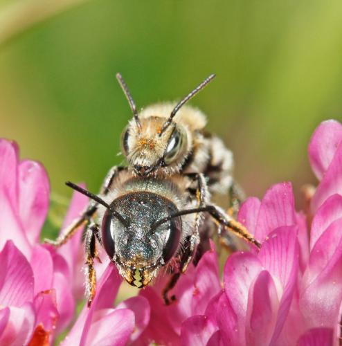 Réf. 84 200 : Osmia caerulescens