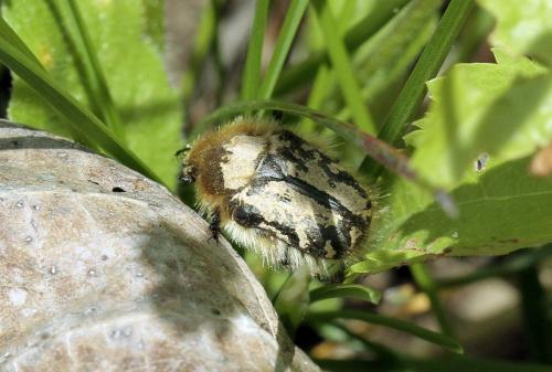 Tropinota hirta