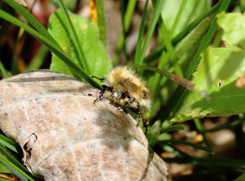 Tropinota hirta