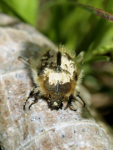 Réf. 84 778 : Tropinota hirta