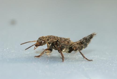 Réf. 84 534 : Ontholestes tessellatus