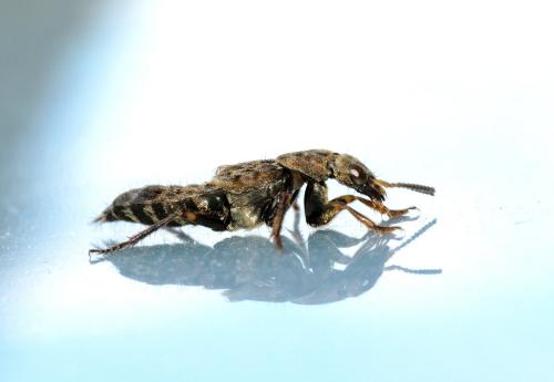 Réf. 84 533 : Ontholestes tessellatus